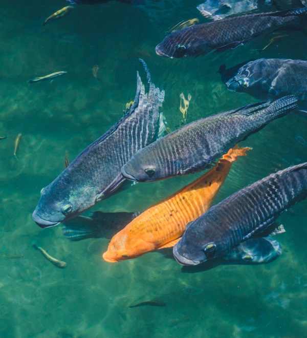 Pro Fish Line внедряет инновации в аквакультуру для устойчивого производства рыбы